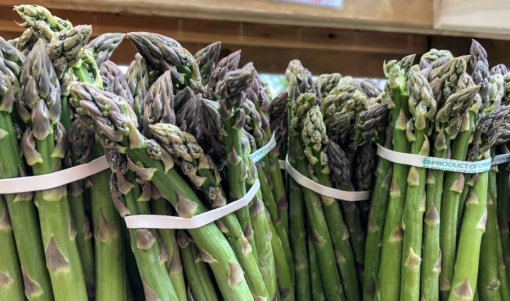 asparagus in season