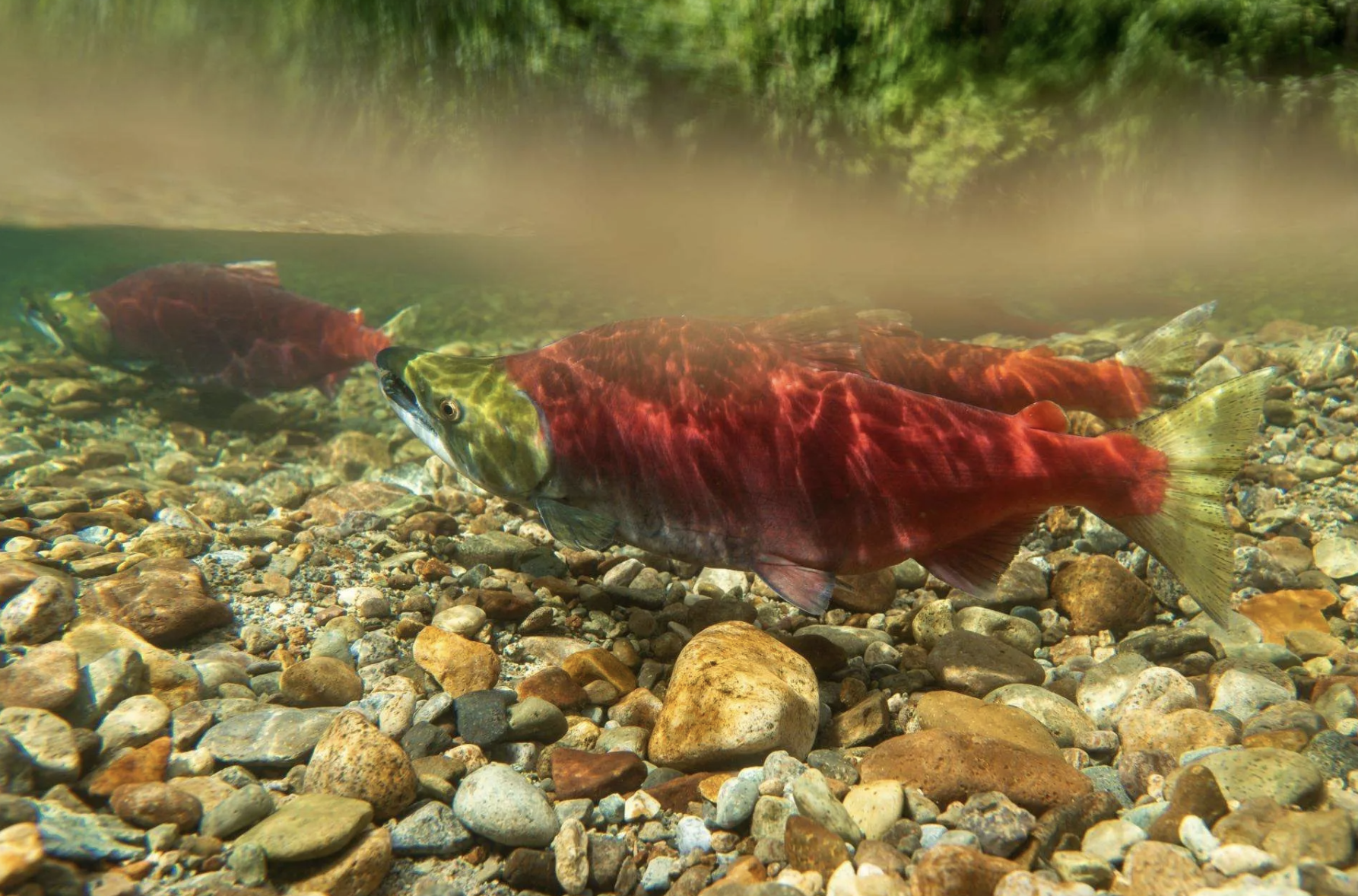 Salmon, Watershed, and Forests